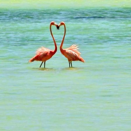 Hotel Wayak Isla Holbox Buitenkant foto